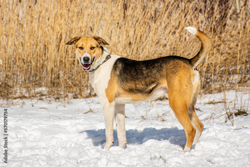 portrait of a dog. A stray dog. A mongrel dog. a dog on a walk in winter. portrait of a dog. A stray dog. A mongrel dog. a dog on a walk in winter.