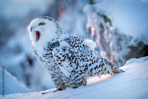 snowy owl in winter on snow