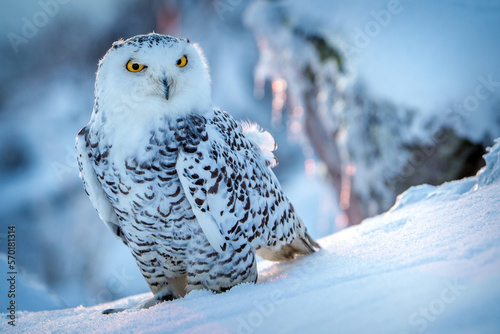 snowy owl in winter on snow © jurra8