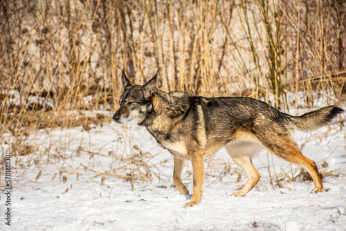 portrait of a dog. A stray dog. A mongrel dog. a dog on a walk in winter.