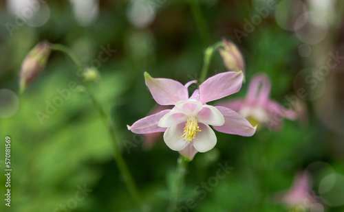 aquilegia flowers in the garden in summer