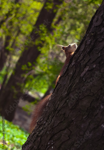 Close up wild small squirrel climbing up tree in park concept photo. Wildlife. Front view photography with blurred background. High quality picture for wallpaper, travel blog, magazine, article