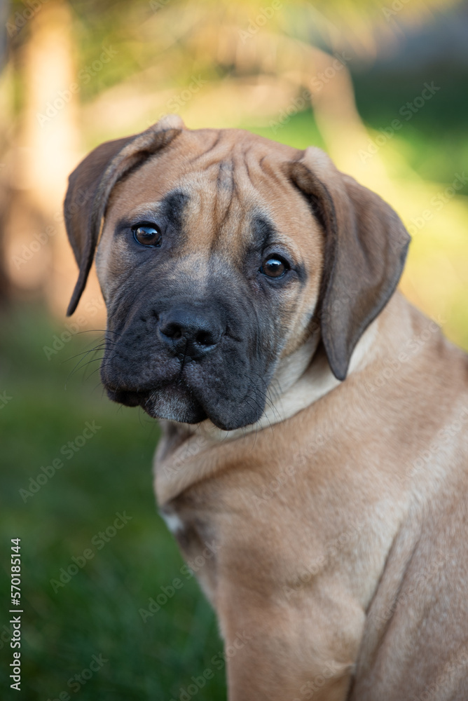 Welpenportrait, Hundegesicht