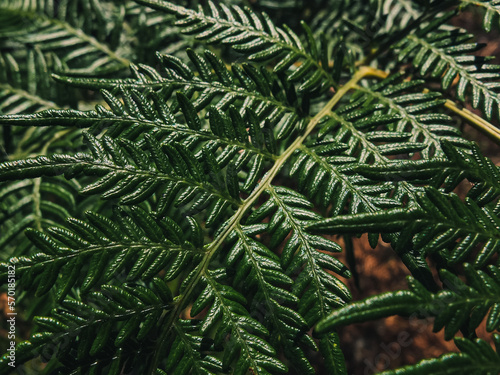 Fern leaves