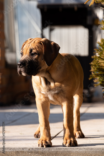 Boerblel Welpe in der Sonne. Afrikanischer Bauernhund. 