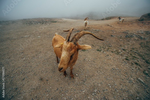 Mountain goat from Asturias Spain. photo