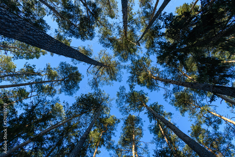 Fototapeta premium Looking up to the sky in pine forest