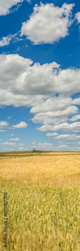 Vertical panorama of cornfield and sky with clouds