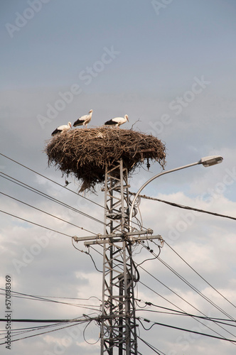 Stork nest on electric power pole, Hungary photo