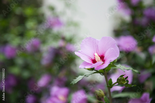 Hibiscus flower blossom pink garden summer photo