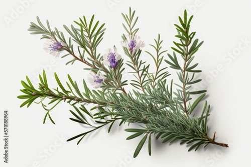 a white background with an isolated bunch of rosemary. Generative AI © 2rogan