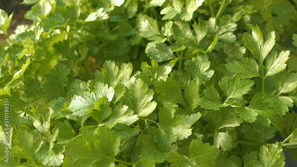 CLOSE-UP, DOF: Lush growing Italian and French parsley in summer herb garden. Aromatic vibrant green leaves of thriving flat leaf and curly leaf parsley. Fresh and organic herbs for seasoning dishes. CLOSE-UP, DOF: Lush growing Italian and French parsley in summer herb garden. Aromatic vibrant green leaves of thriving flat leaf and curly leaf parsley. Fresh and organic herbs for seasoning dishes.