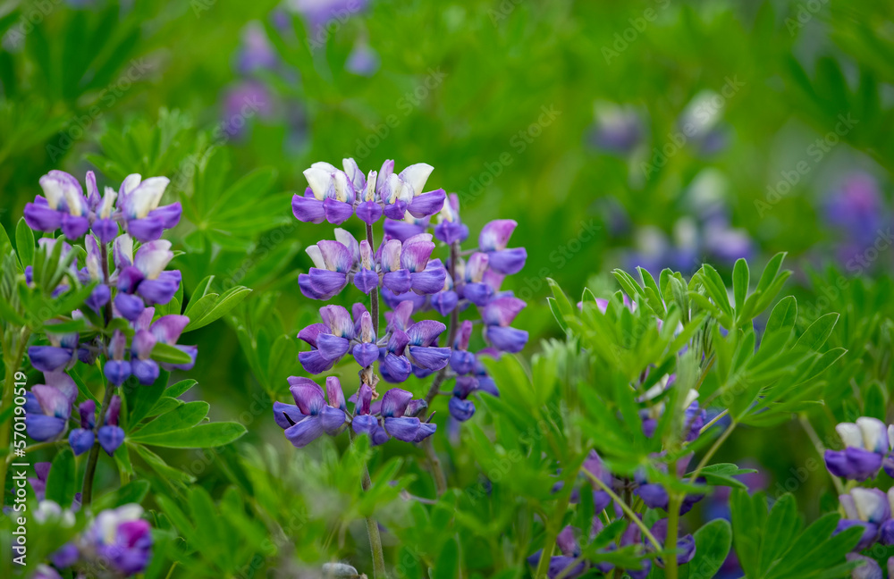 Lupinus nootkatensis, an invasive plant species in Iceland Lupinus nootkatensis, an invasive plant species in Iceland