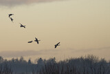 flock of geese