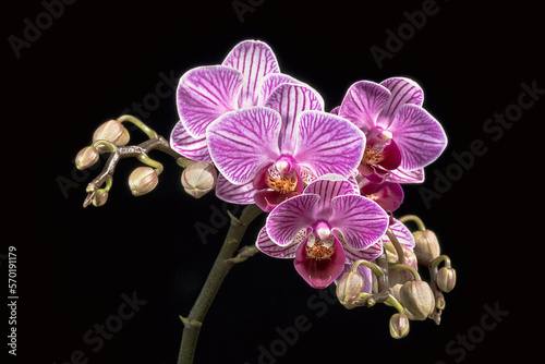 cluster of purple and white striped phalaenopsis moth orchid flowers on a black background showing a number of buds