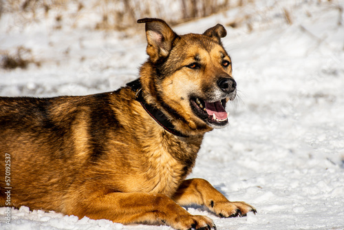 portrait of a dog. A stray dog. A mongrel dog. a dog on a walk in winter.