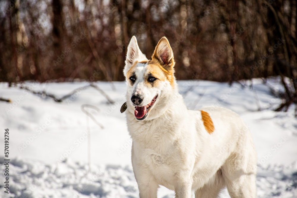 portrait of a dog. A stray dog. A mongrel dog. dog on a walk in winter portrait of a dog. A stray dog. A mongrel dog. dog on a walk in winter