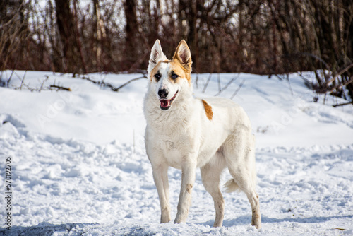 portrait of a dog. A stray dog. A mongrel dog. dog on a walk in winter