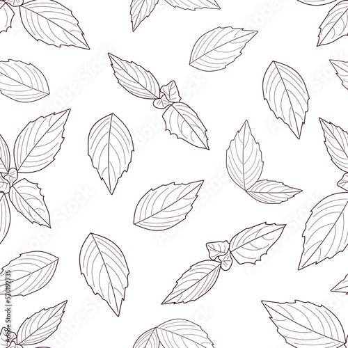 Basil seamless pattern. Hand drawn natural herb Basil illustration. Organic product sketch. Herbal Ingredient vector illustration