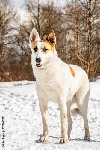 portrait of a dog. A stray dog. A mongrel dog. dog on a walk in winter