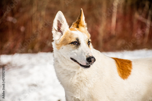 portrait of a dog. A stray dog. A mongrel dog. dog on a walk in winter