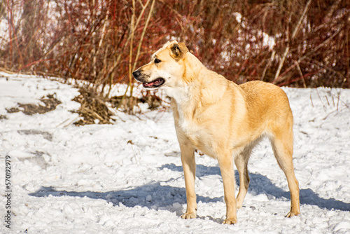 portrait of a dog. A stray dog. A mongrel dog. dog on a walk in winter