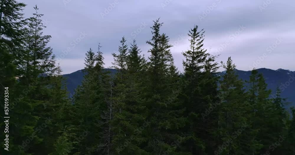 Mt. Walker Reveal panning from forest to mountain range. Mt. Walker Reveal panning from forest to mountain range.