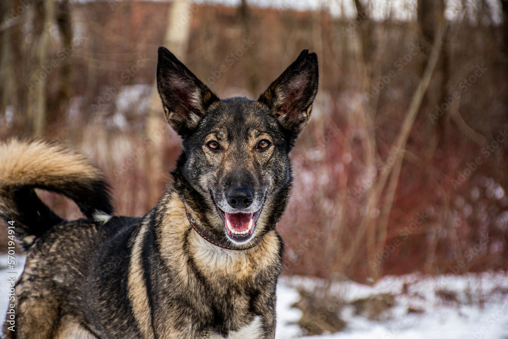 Naklejka premium portrait of a dog. A stray dog. A mongrel dog. dog on a walk in winter