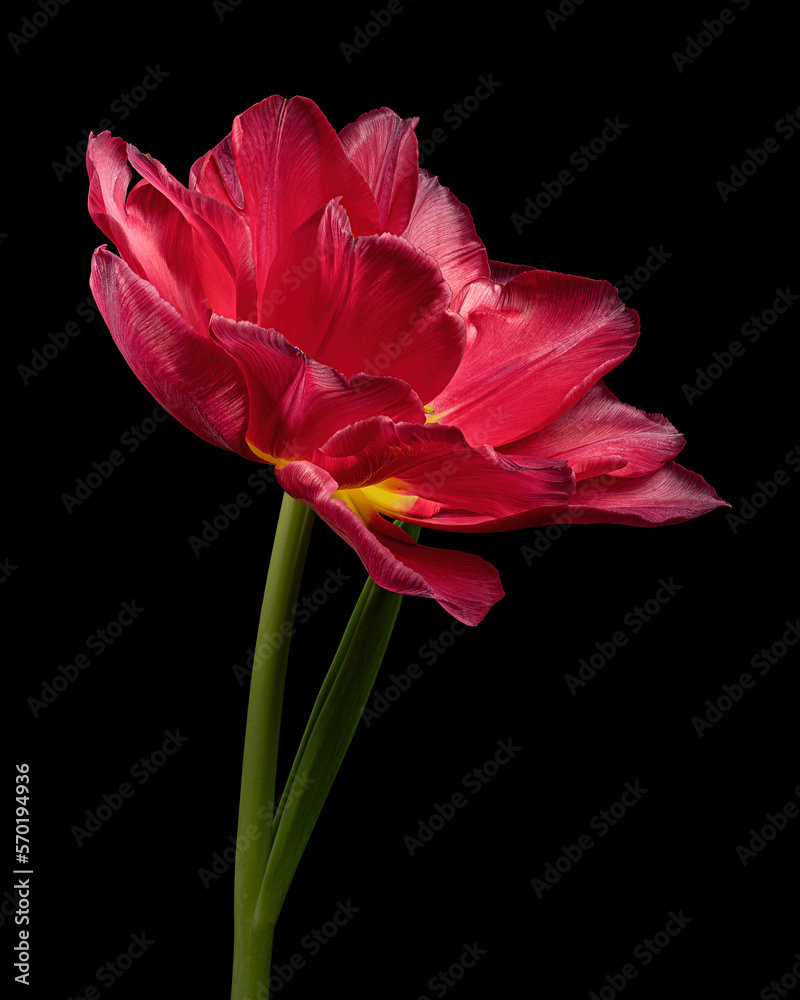 Red blooming tulip with green stem and leaf isolated on black background. Studio close-up shot. Red blooming tulip with green stem and leaf isolated on black background. Studio close-up shot.