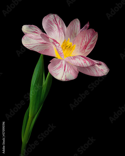 Pink-white blooming tulip with green stem and leaves isolated on black background. Studio close-up shot.