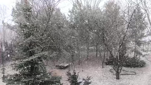 Snow slowly falls on tall fir trees at their summer cottage