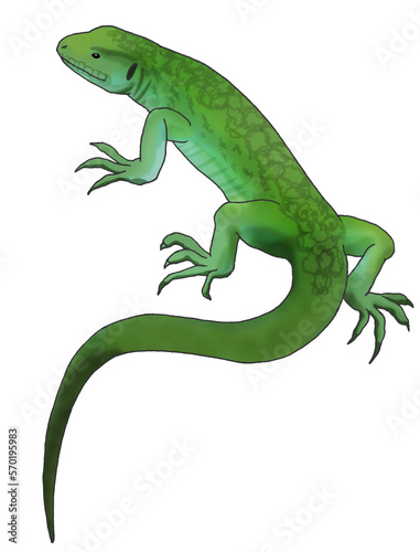 lizard illusrtration side view isolated