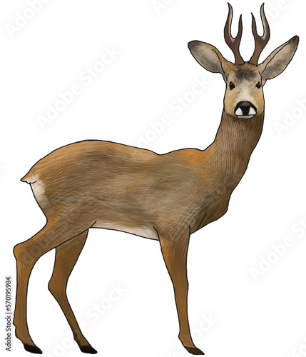 Fotografia Roe deer illustration isolated side view