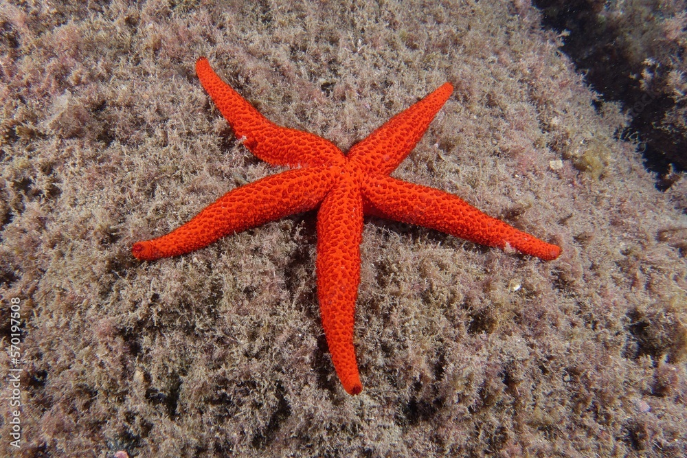Mediterranean red sea star (Echinaster sepositus) Mediterranean red sea star (Echinaster sepositus)