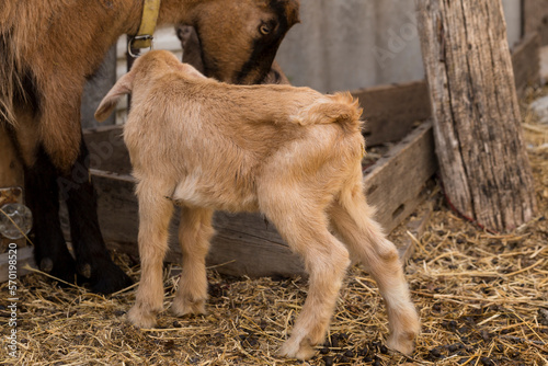 Alpine Goat Dairy Animal. Motherhood  the relationship between a mother and a newborn baby goat.