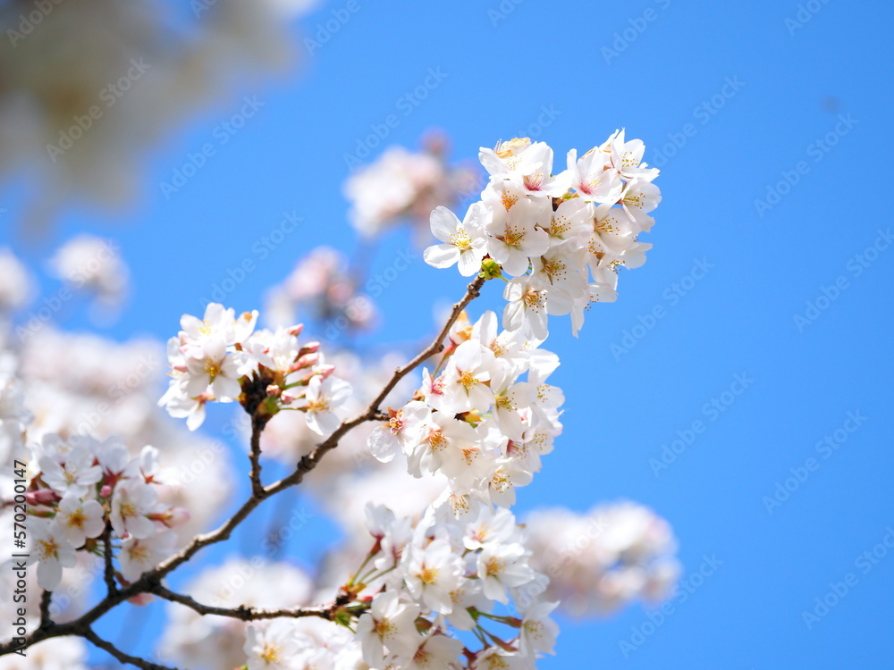 満開の桜, Cherry blossoms