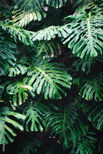 Fototapeta Naklejka Na Ścianę i Meble -   Jungle wall background. Green tropical palm leaves with monstera foliage forest. 