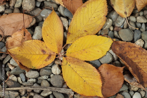 Yellow leaves on stones in autumn