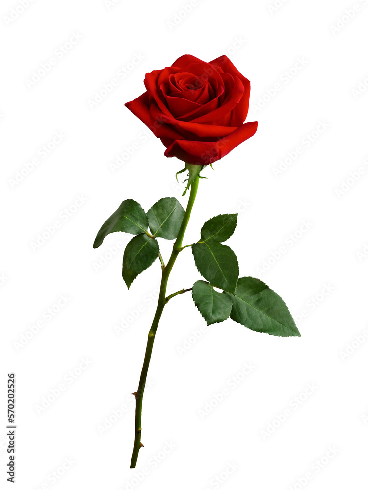 Dark red rose with green leaves isolated on white background - obrazy, fototapety, plakaty 