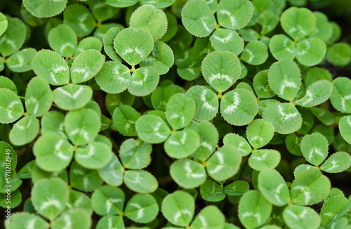 background of green clover leaves top view © Ирина Гутыряк