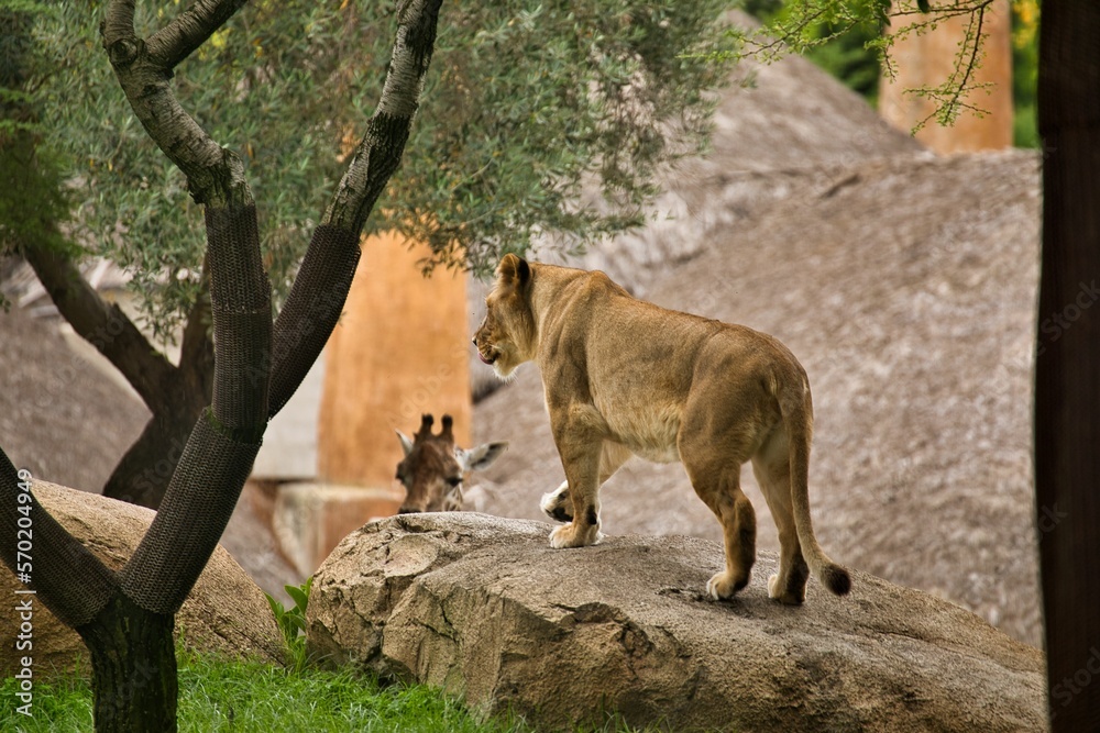 Fototapeta premium A lioness licking her mouth is standing on a rock, taken from behind sideways, there are trees to the side and a giraffe can be seen in the background.