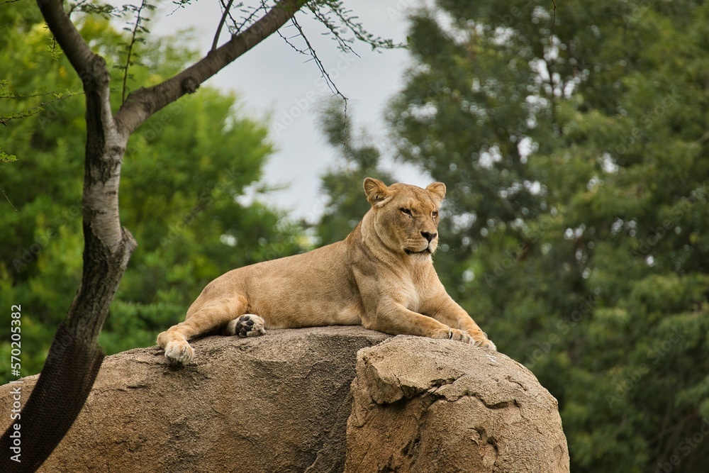 Lioness lies majestically on a rock and looks into the distance, in the background a duffuse tree landscape. Lioness lies majestically on a rock and looks into the distance, in the background a duffuse tree landscape.