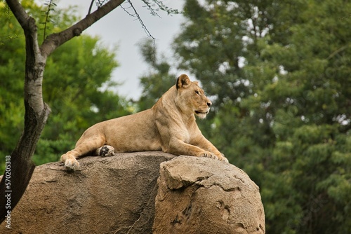Lioness lies majestically on a rock and looks into the distance  in the background a duffuse tree landscape.
