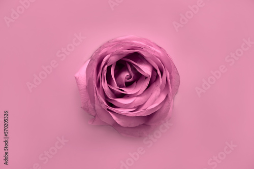 pink rose close up, pink touch 