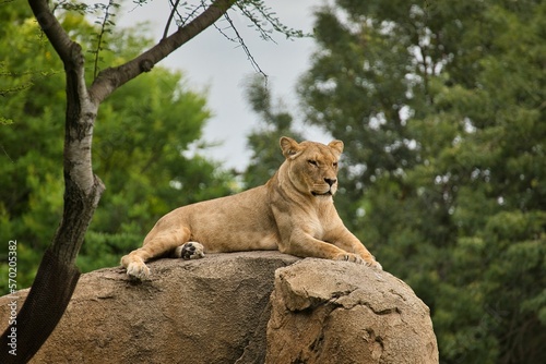 Lioness lies majestically on a rock and looks into the distance, in the background a duffuse tree landscape.