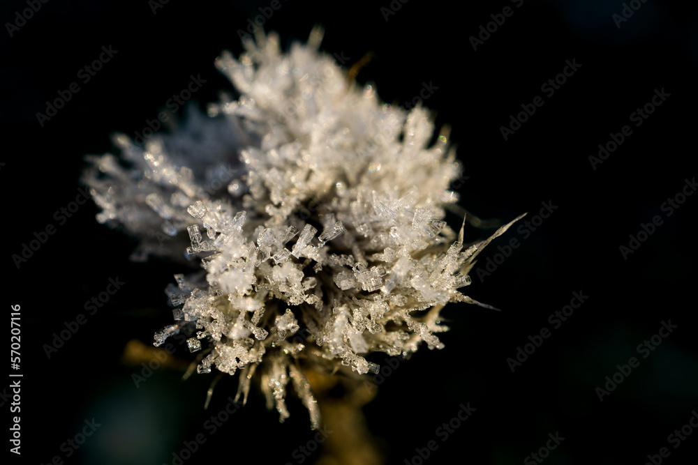 frozen flower with ice crystals macro photography frozen flower with ice crystals macro photography