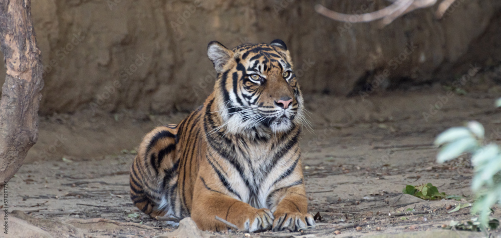 見つめるスマトラトラ