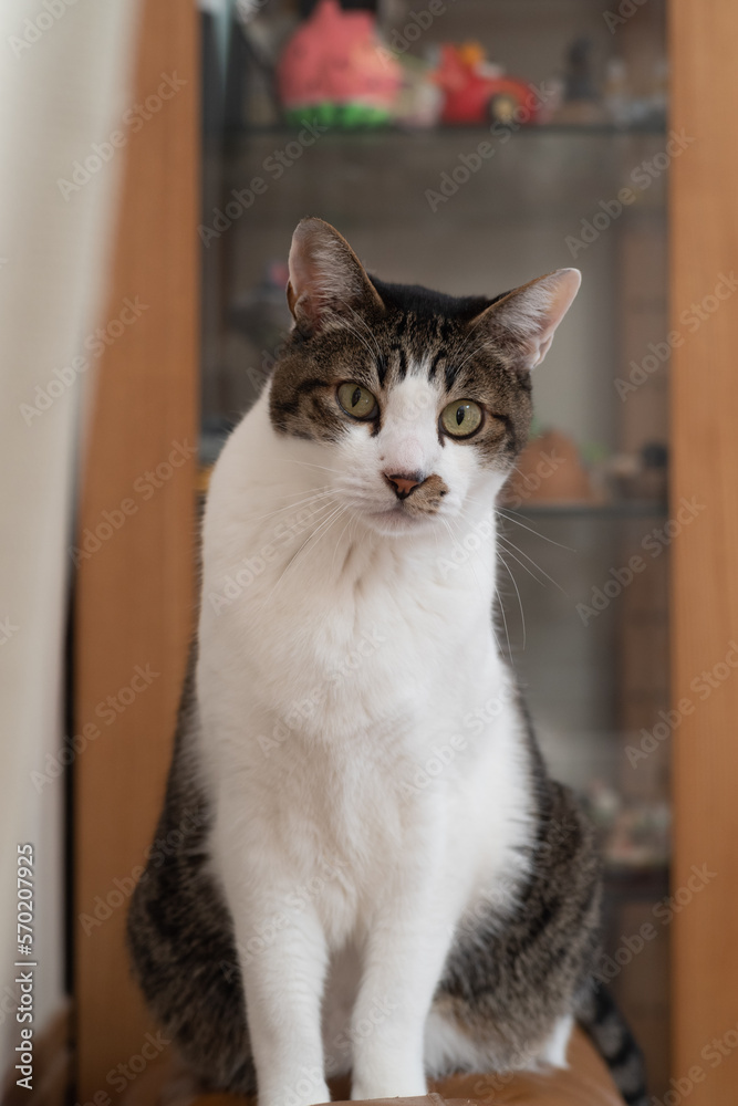 見つめる猫 キジトラ白 見つめる猫 キジトラ白