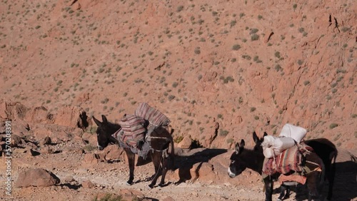 Berber Person With Donkeys Carrying Sacks Near High Atlas Mountains photo