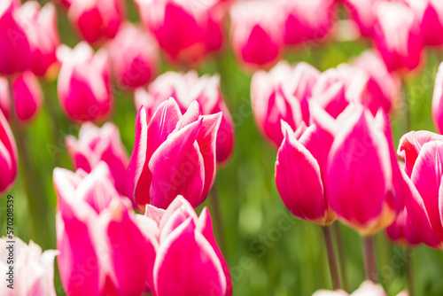 Fototapeta Naklejka Na Ścianę i Meble -  Colourful tulips in bloom on a farm in the spring